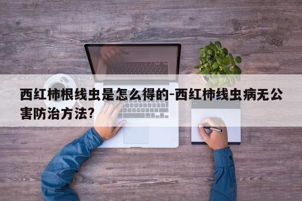 西红柿根线虫是怎么得的-西红柿线虫病无公害防治方法?